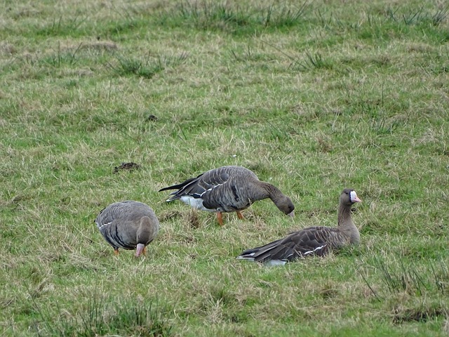 加扑朔迷离 加扑朔迷离