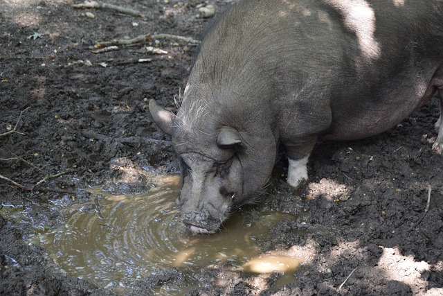 巴塞罗那和 巴塞罗那和